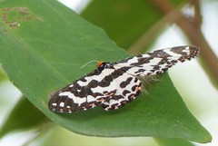 Pterothysanus laticilia