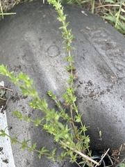 Galium virgatum