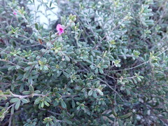 Indigofera sp9