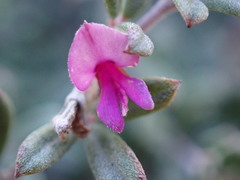Indigofera sp9