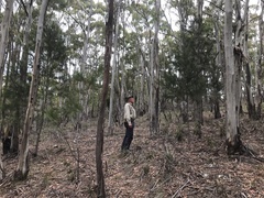 Allocasuarina duncanii