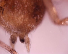 Tegenaria domestica