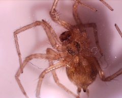 Tegenaria domestica