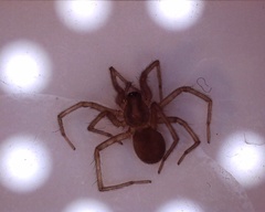 Tegenaria domestica