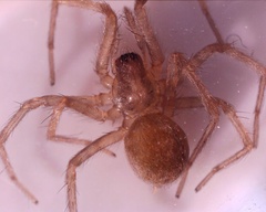 Tegenaria domestica