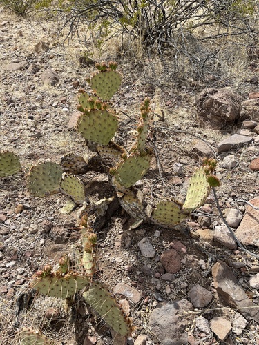 Toumey Pricklypear (Opuntia toumeyi)