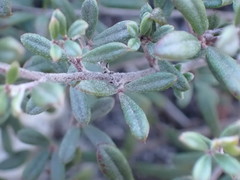 Indigofera sp9