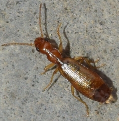 Paradromius linearis