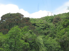 Metrosideros robusta