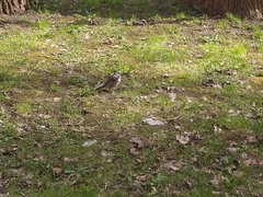 Turdus pilaris