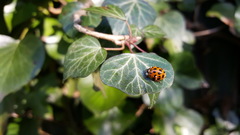 Harmonia axyridis