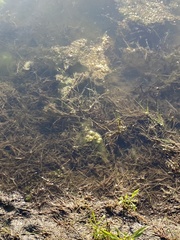 Potamogeton crispus
