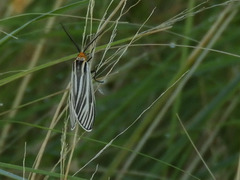 Ctenucha vittigera