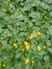 Ficaria verna