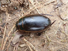 Dytiscus cordieri