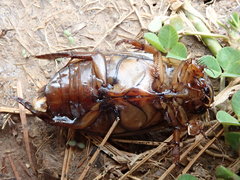 Dytiscus cordieri