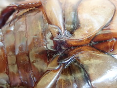 Dytiscus cordieri
