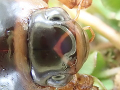 Dytiscus cordieri