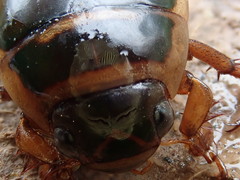 Dytiscus cordieri