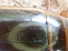 Dytiscus cordieri