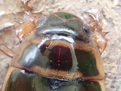 Dytiscus cordieri