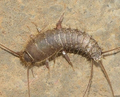 Ctenolepisma ciliatum