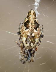 Cyclosa algerica