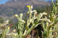Senecio chavanilloensis