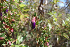 Brachyotum rostratum