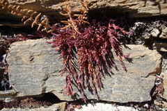 Hypericum brevistylum