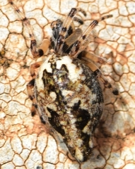Cyclosa algerica