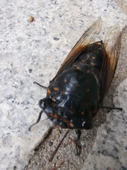 Cryptotympana mandarina