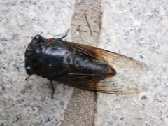 Cryptotympana mandarina