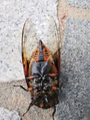 Cryptotympana mandarina