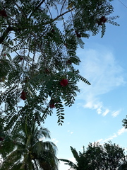 Sesbania grandiflora