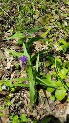 Tradescantia ernestiana