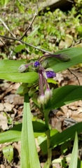 Tradescantia ernestiana