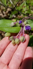 Tradescantia ernestiana