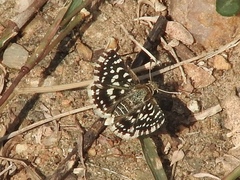 Spialia galba