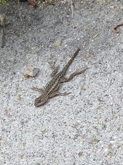 Sceloporus occidentalis