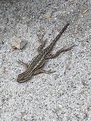 Sceloporus occidentalis