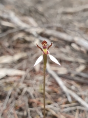 Eriochilus cucullatus