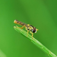 Sphaerophoria menthastri