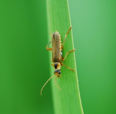 Cantharis plagiata
