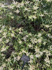 Pieris formosa