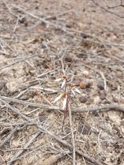 Eriochilus cucullatus