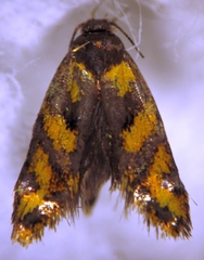 Tingena compsogramma