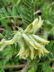 Astragalus tennesseensis