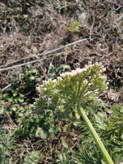 Cnidium monnieri