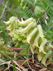 Astragalus tennesseensis
